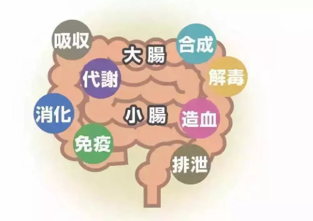 換季是“腸道”的一個(gè)坎，只要記住這一點(diǎn)，輕松調(diào)理腸道?。?！